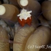 shrimp_coral_mushroom_std_h_0050_pal0761.jpg